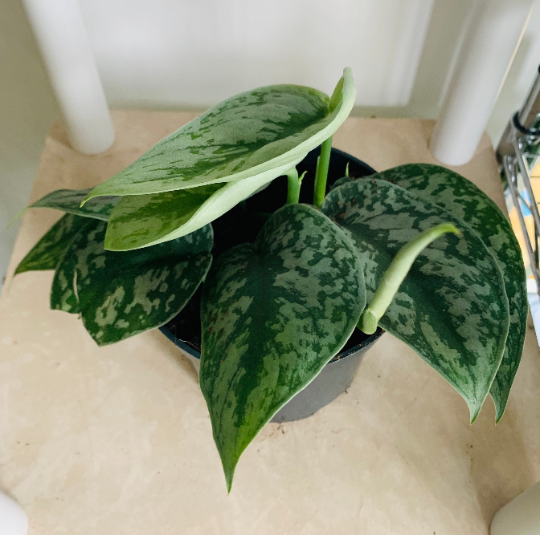 Scindapsus Pictus Exotica Cassandra's Plants