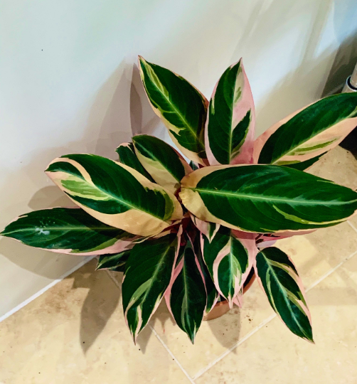 Stromanthe Triostar Cassandra's Plants