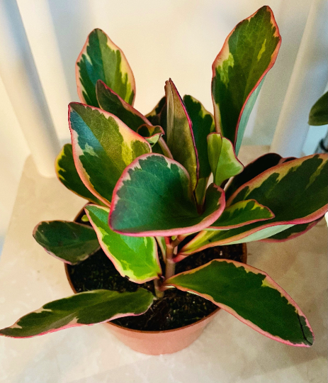 Peperomia Clusiifolia ‘Ginny’ Tricolor Cassandra's Plants