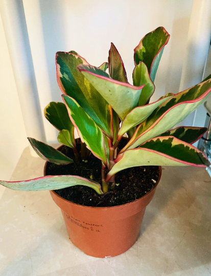 Peperomia Clusiifolia ‘Ginny’ Tricolor Cassandra's Plants