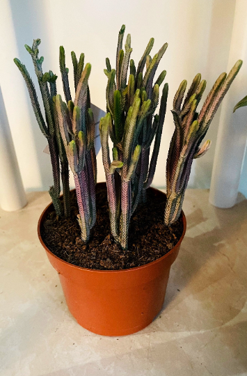 Crassula Lycopodiodides ‘Rhapsody in Pink’ 10.5cm Pot Cassandra's Plants