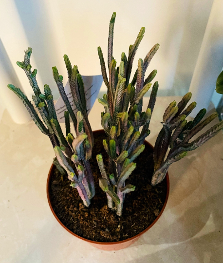 Crassula Lycopodiodides ‘Rhapsody in Pink’ 10.5cm Pot Cassandra's Plants