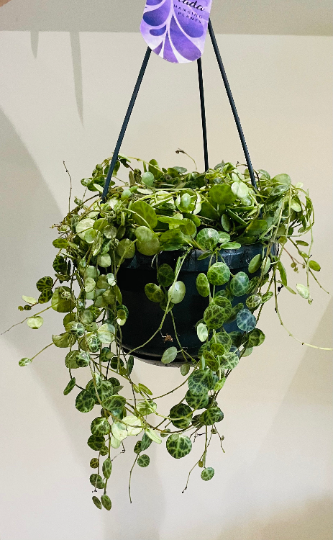 Peperomia Prostrata String Of Turtles in a 14cm Hanging Pot Cassandra's Plants