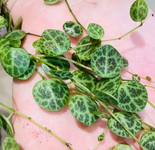 Peperomia Prostrata String Of Turtles in a 14cm Hanging Pot Cassandra's Plants