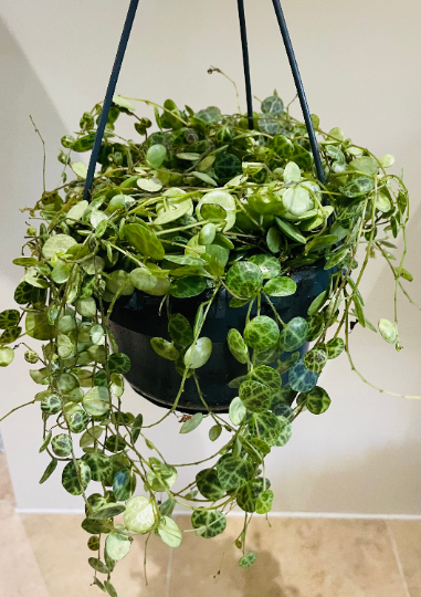 Peperomia Prostrata String Of Turtles in a 14cm Hanging Pot Cassandra's Plants