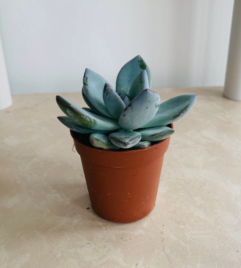 Pachyveria Powder Puff Hybrid Cassandra's Plants