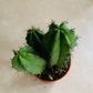 Lemaireocereus Pruinosus Cactus Cassandra's Plants