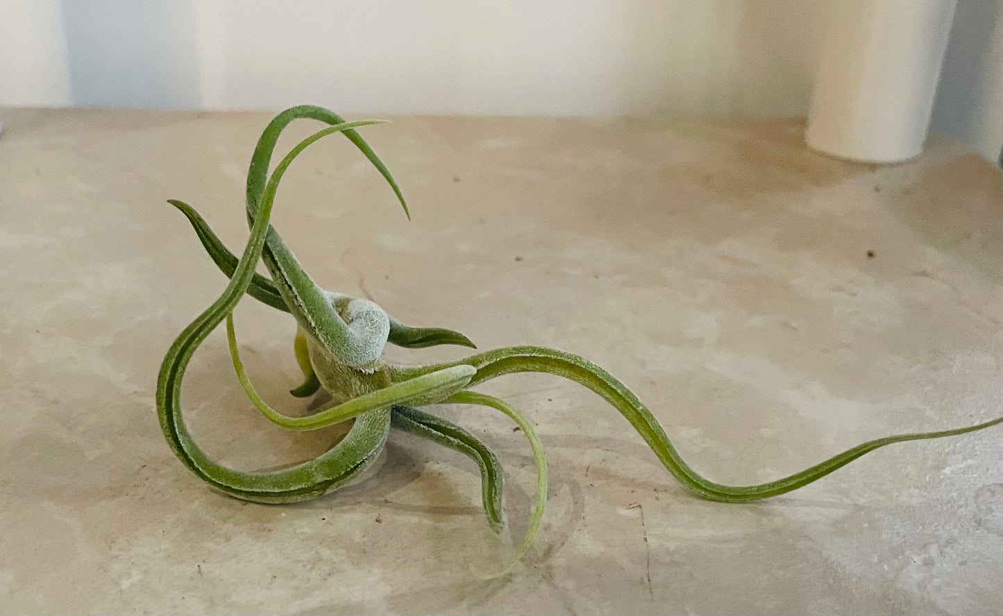 Tillandsia Bulbosa Cassandra's Plants