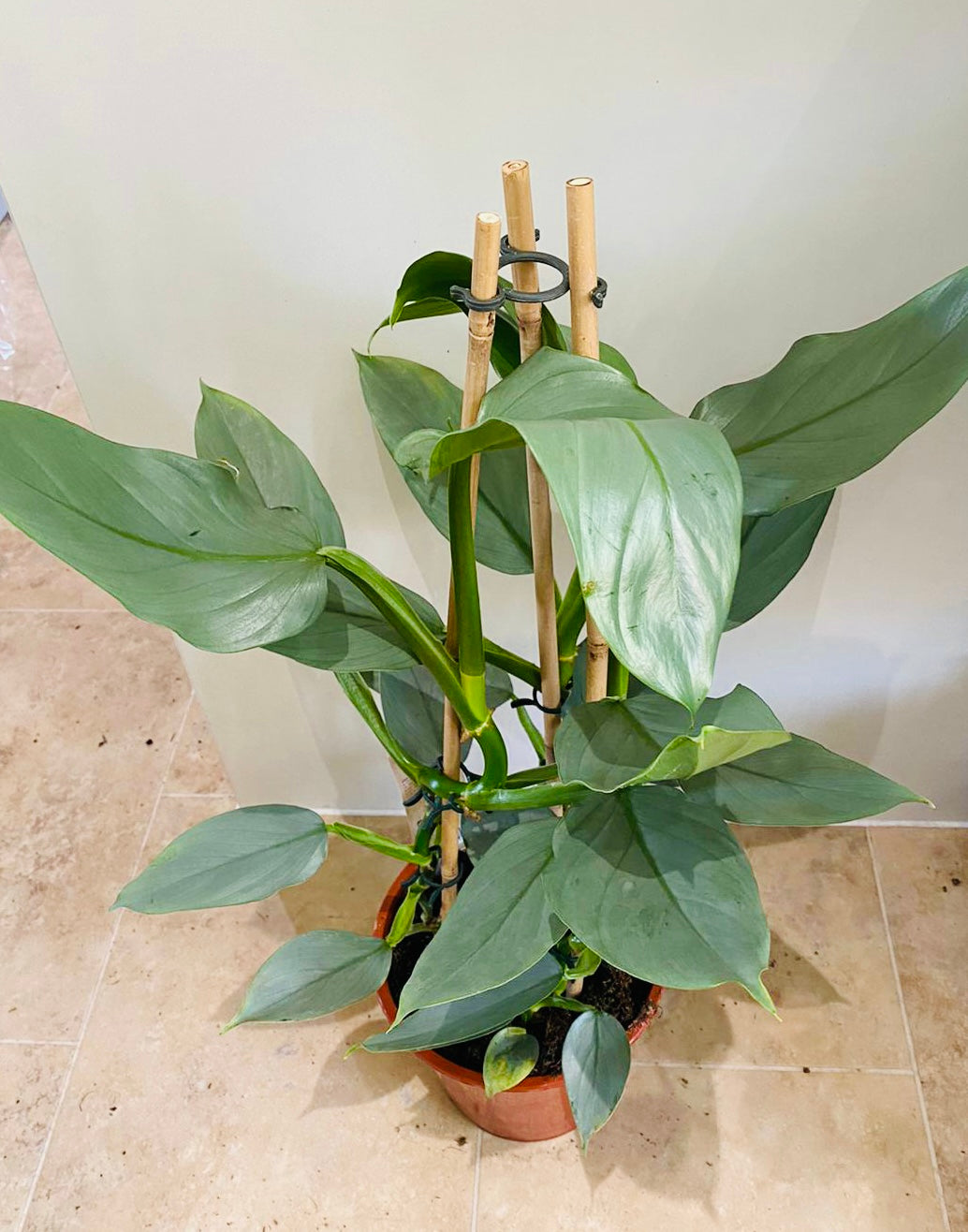 Philodendron Silver Queen in a 17cm pot Cassandra's Plants