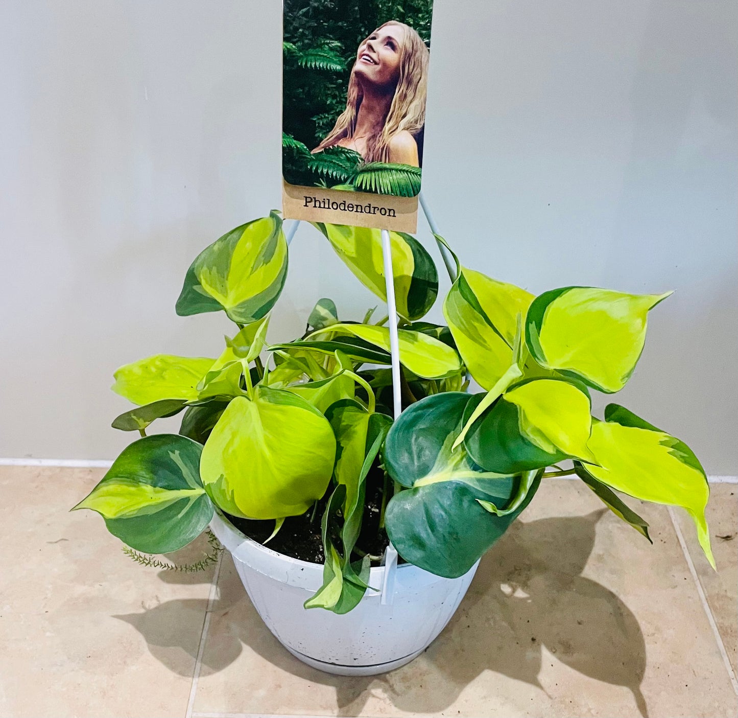 Philodendron Scandens Brasil Cassandra's Plants