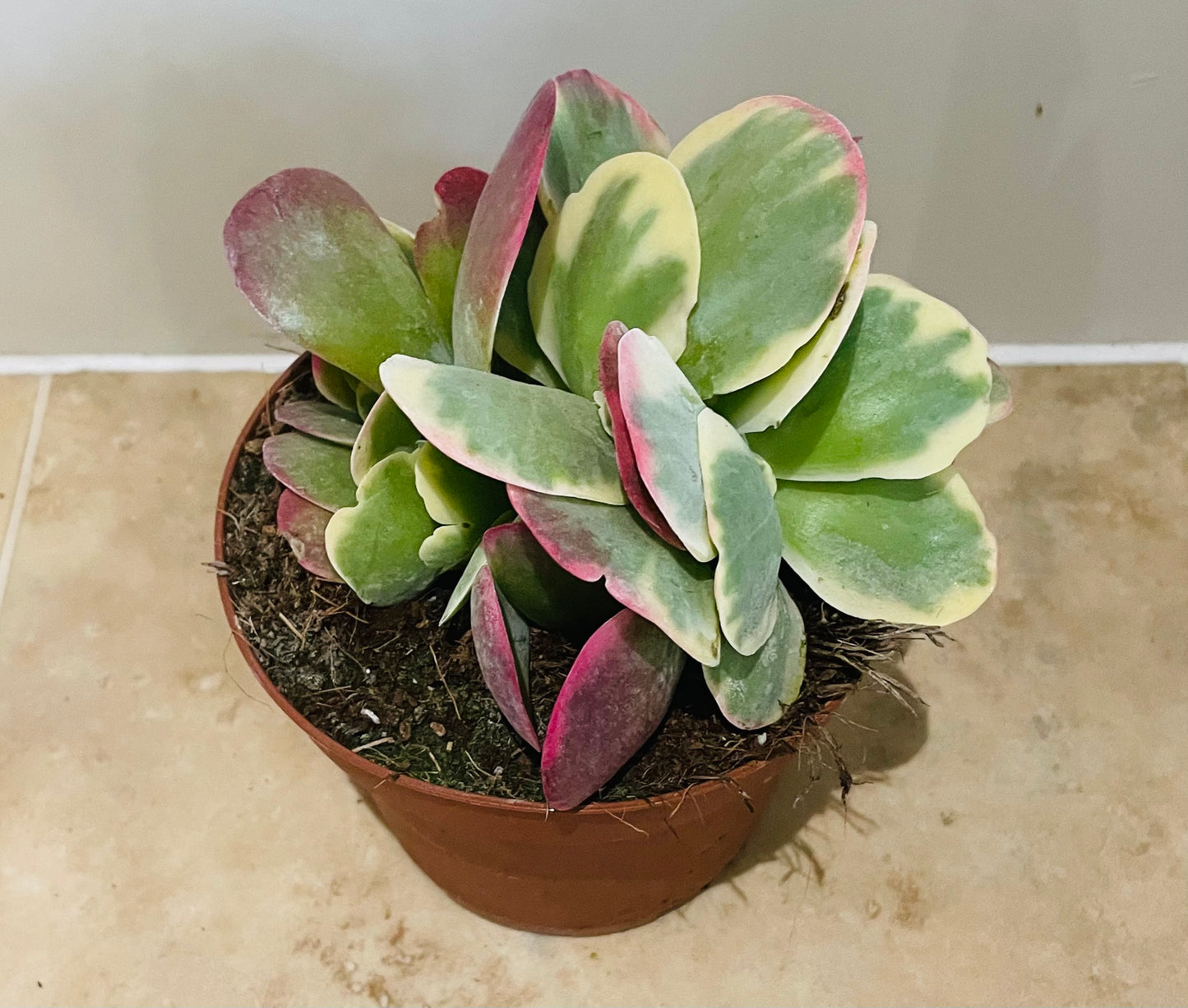 Kalanchoe Thyrsiflora Variegata In a 13 cm pot Cassandra's Plants