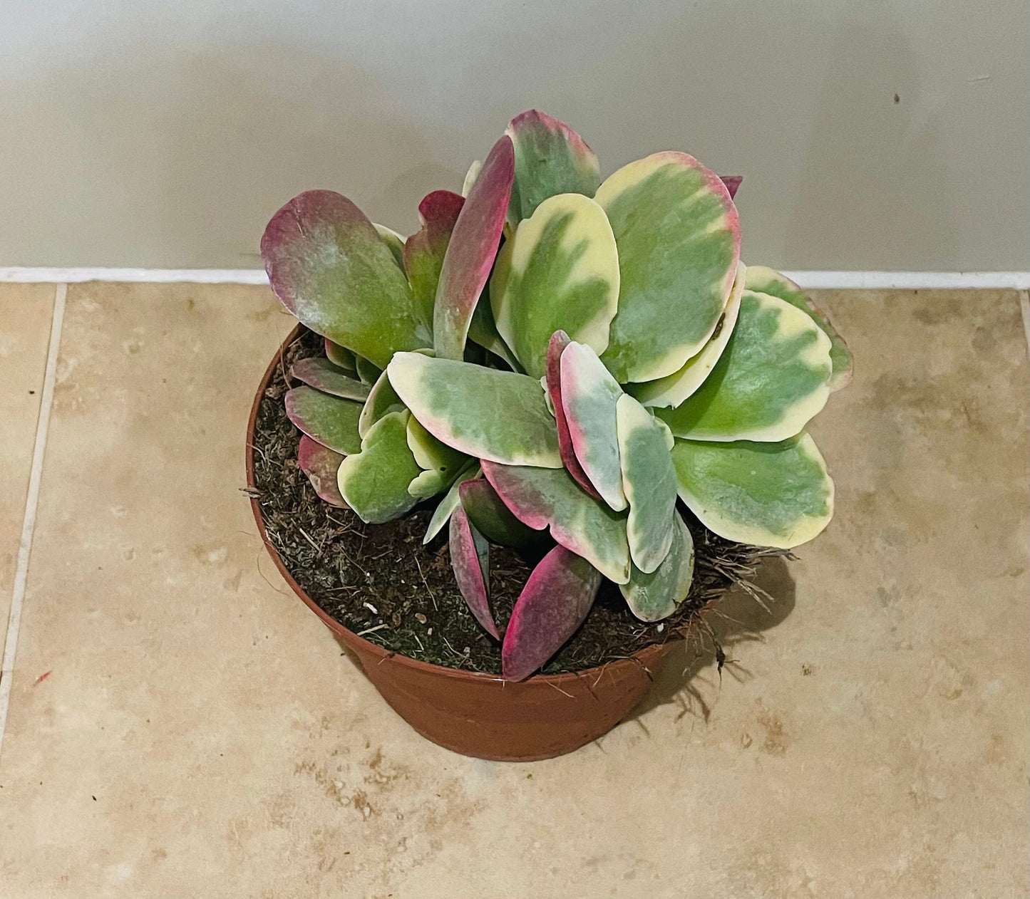 Kalanchoe Thyrsiflora Variegata In a 13 cm pot Cassandra's Plants