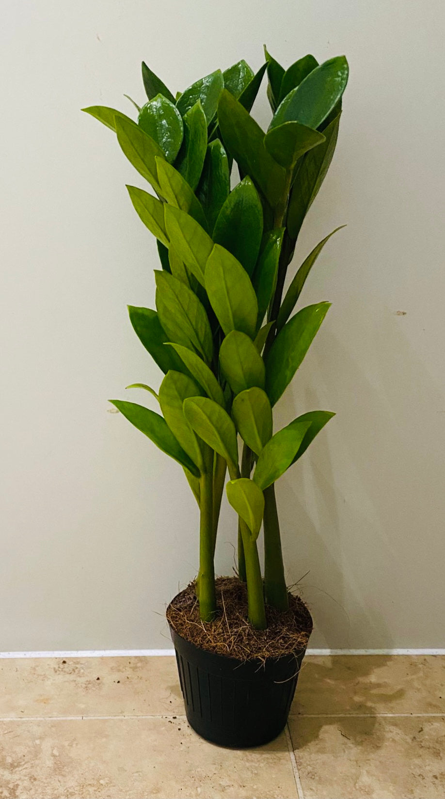 Zamioculcas Zamiifolia “Zamicro” in 10.5cm Pot Cassandra's Plants