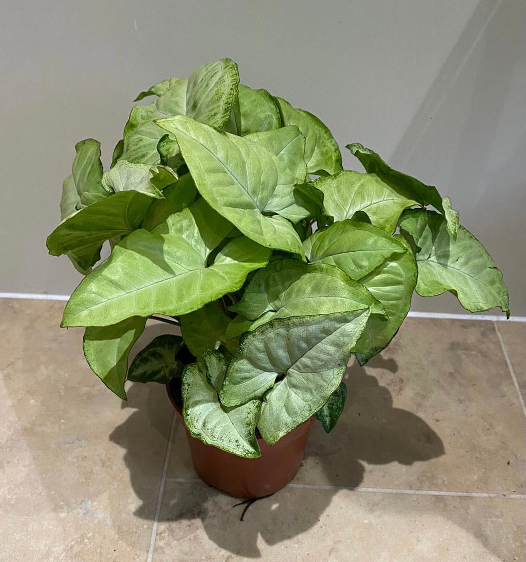 Syngonium Podophyllum Albovirens in a 12cm Pot Cassandra's Plants