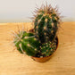 Oreocereus Celcisanus Cactus in 5.5cm Pot Cassandra's Plants