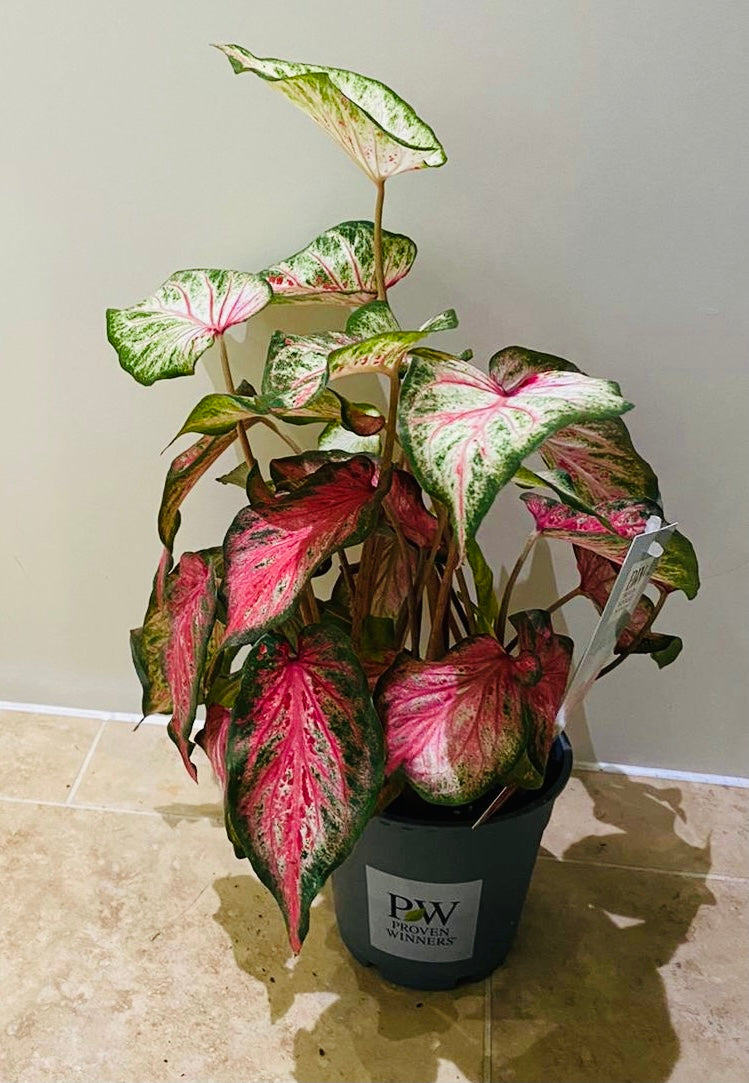 Caladium Candyland 12cm Pot Cassandra's Plants