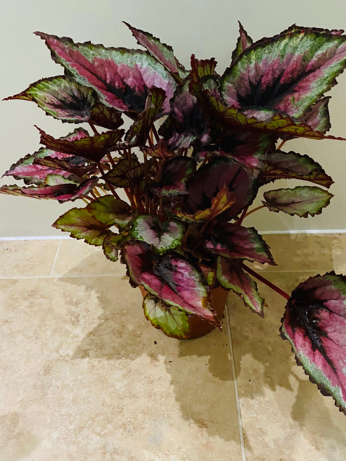 Begonia Rex “Evening Glow” 13cm Pot Cassandra's Plants