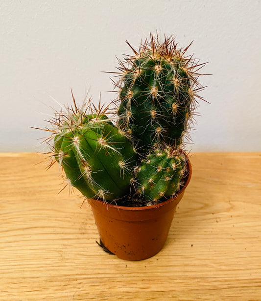 Oreocereus Celcisanus Cactus in 5.5cm Pot Cassandra's Plants