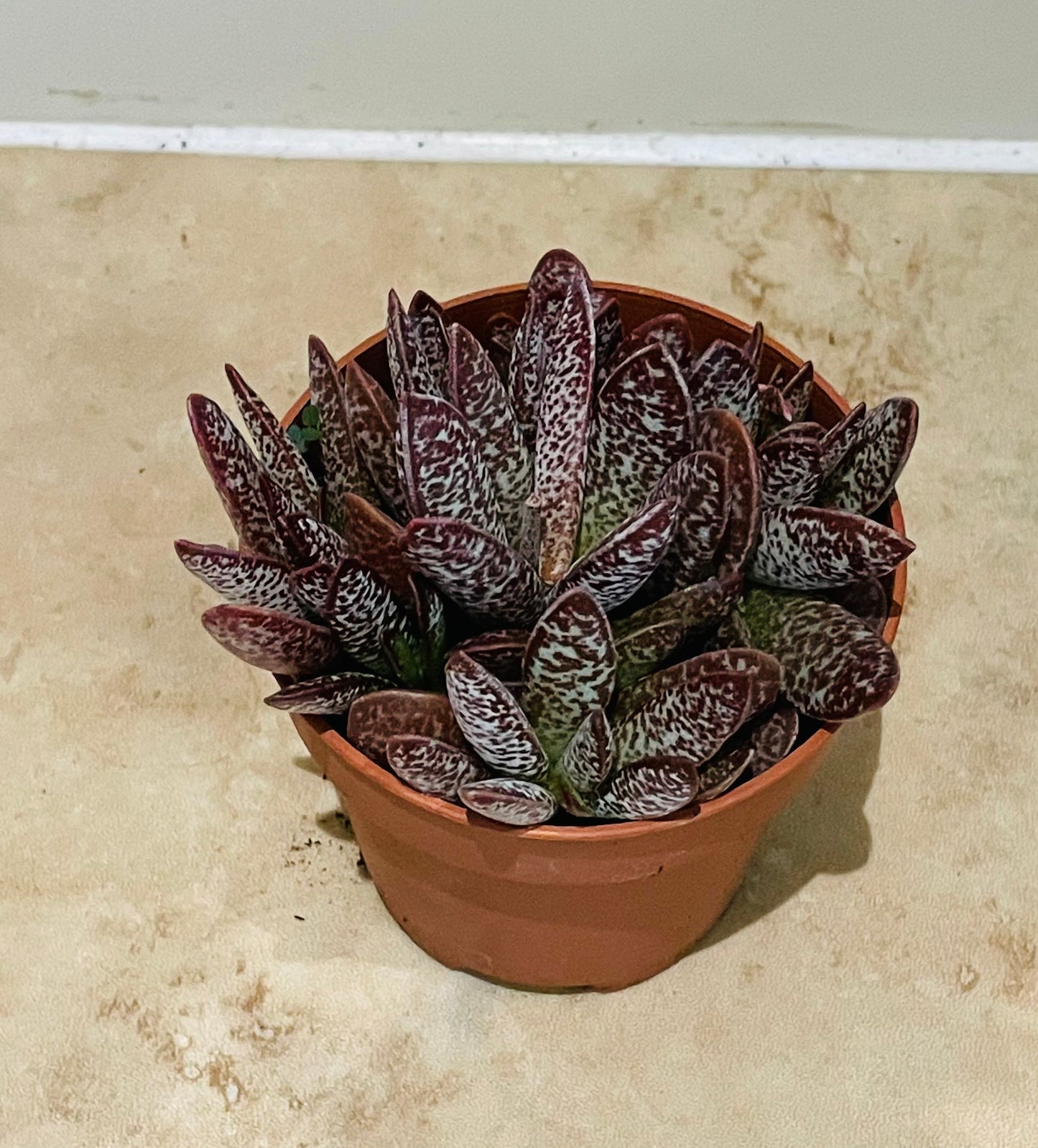 Adromischus Calico Heart 8.5cm Pot Cassandra's Plants