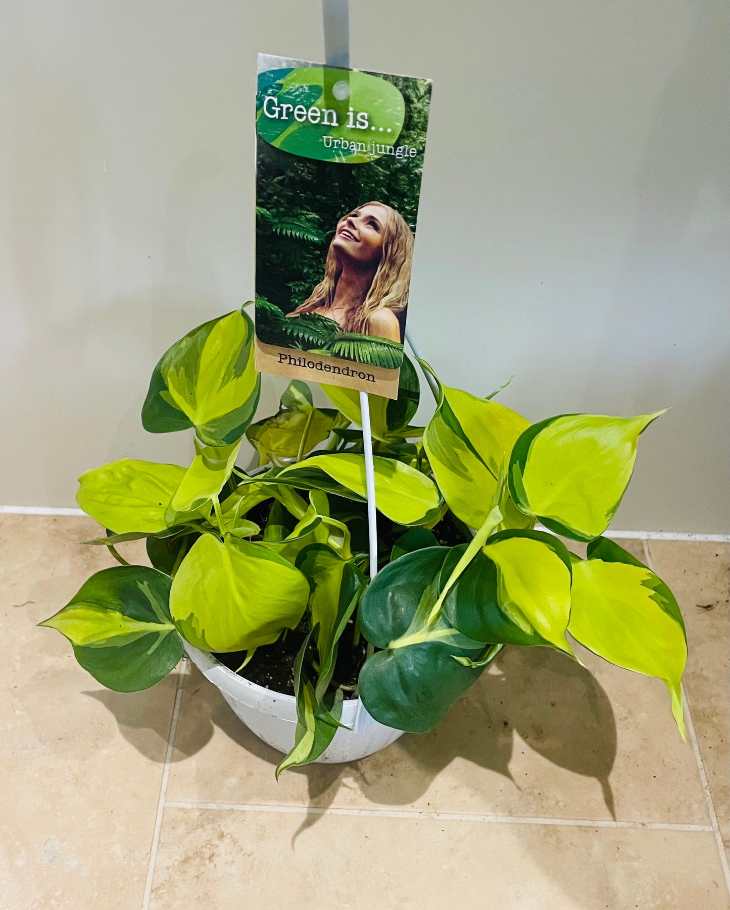 Philodendron Scandens Brasil Cassandra's Plants
