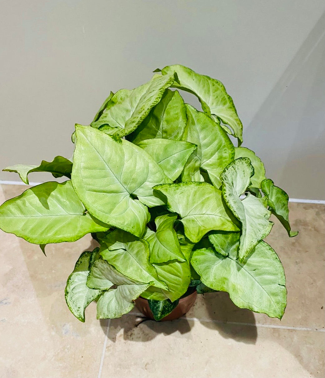 Syngonium Podophyllum Albovirens in a 12cm Pot Cassandra's Plants