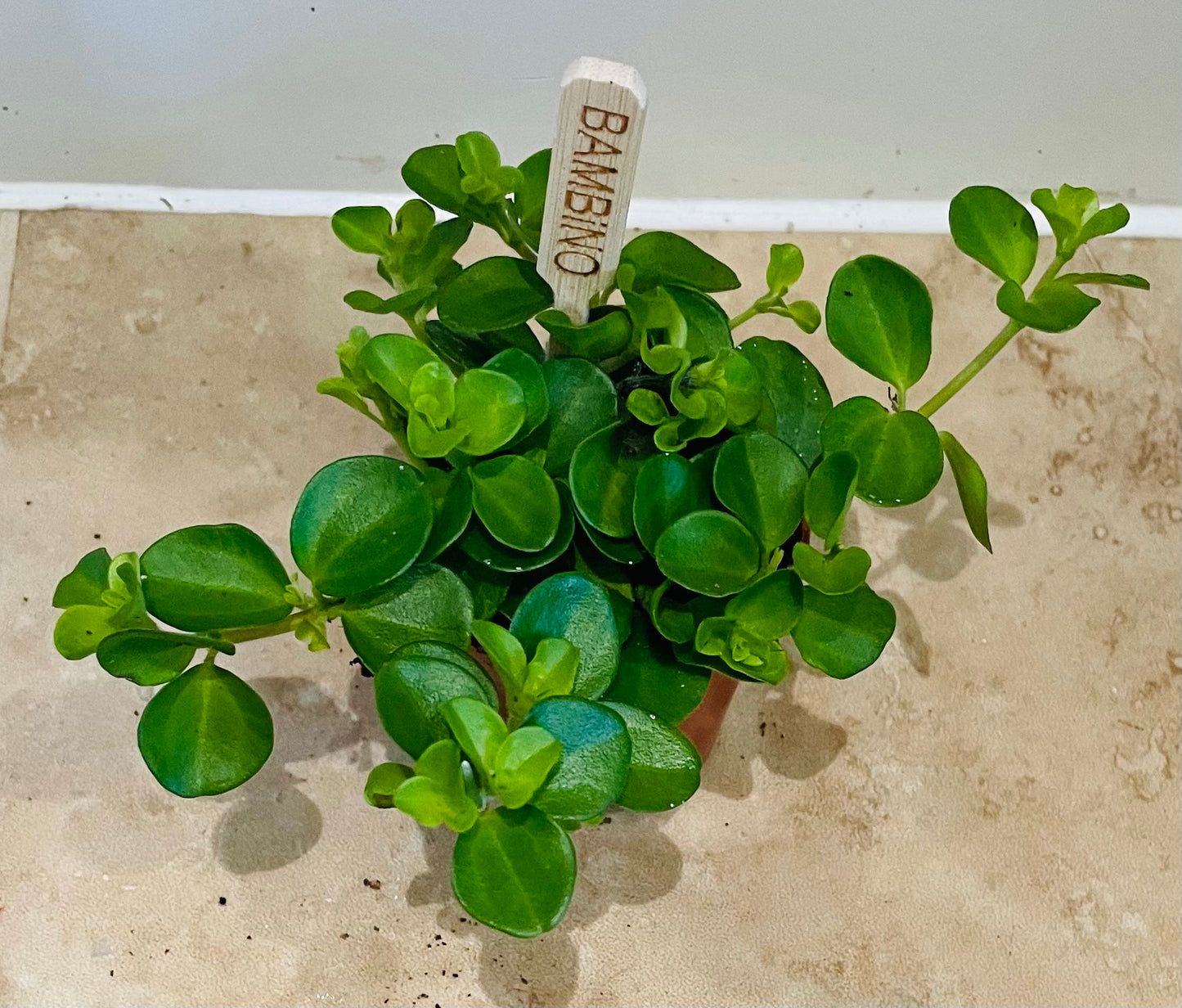 Peperomia Rotundifolia in a 5.5cm pot Cassandra's Plants