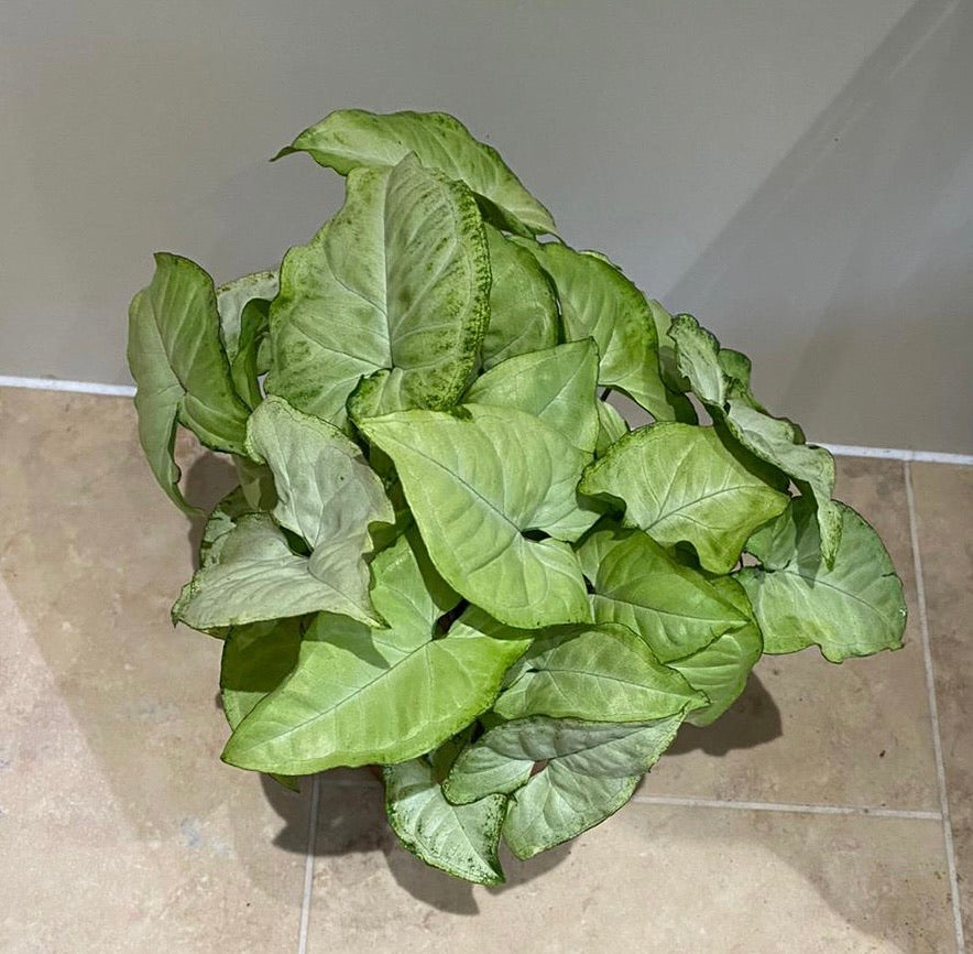 Syngonium Podophyllum Albovirens in a 12cm Pot Cassandra's Plants