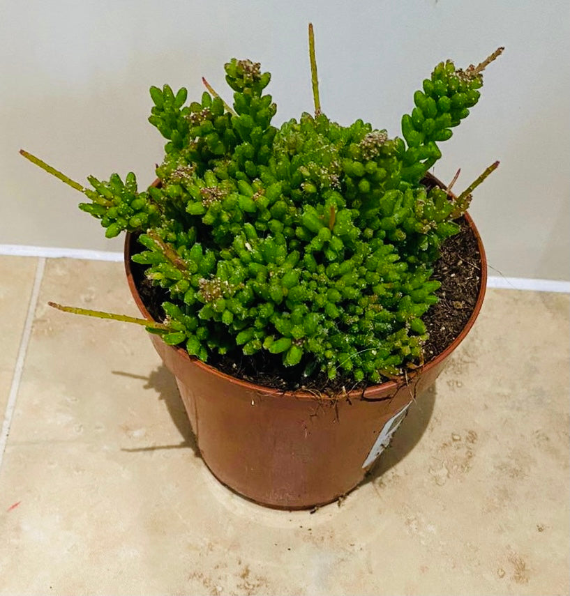 Rhipsalis Mesembryanthemoides Cassandra's Plants