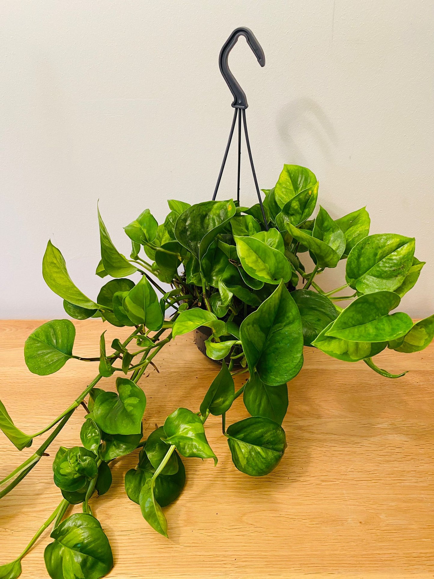 Epipremnum 'Global Green' Pothos 15cm Hanging Pot Cassandra's Plants