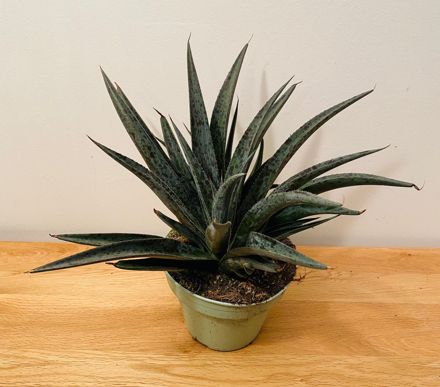 Mangave Pineapple Express in a 15cm pot Cassandra's Plants