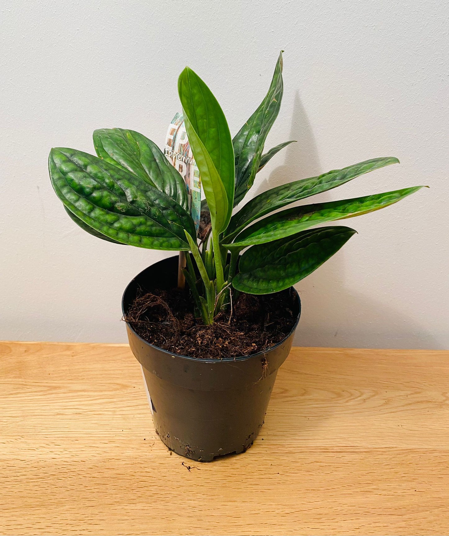 Monstera Karstenianum Peru in a 12cm pot Cassandra's Plants