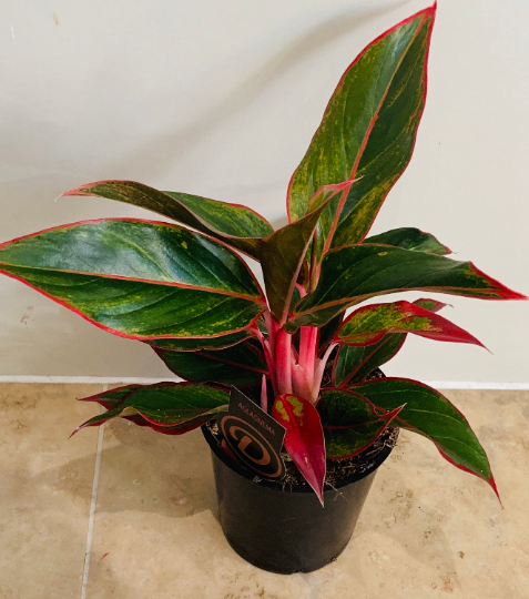 Aglaonema Care Guide