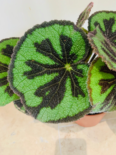 Begonia Care Guide