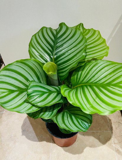 Calathea Orbifolia Cassandra's Plants