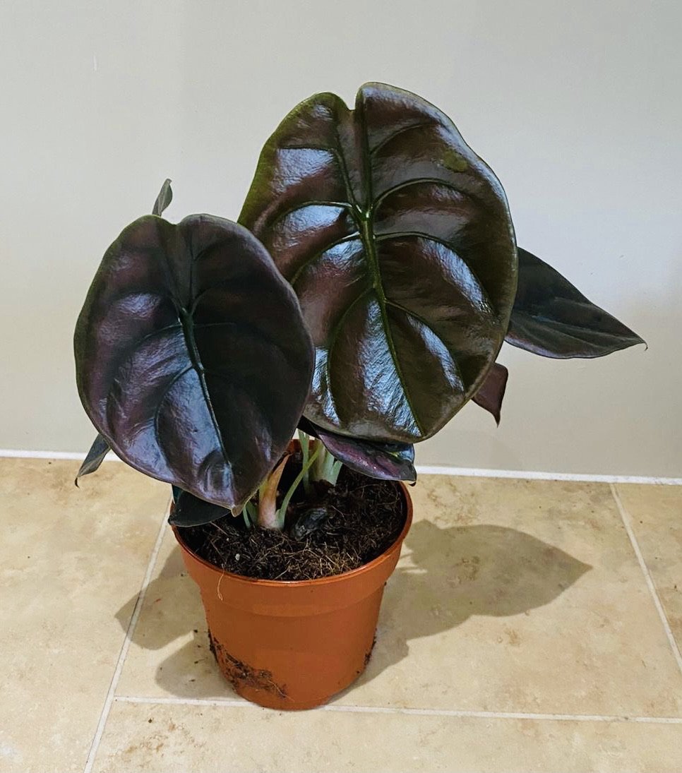 Alocasia Care Guide