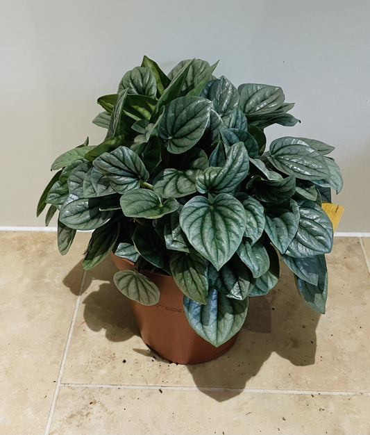 Peperomia Care Guide