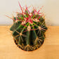 Ferocactus Stanesii