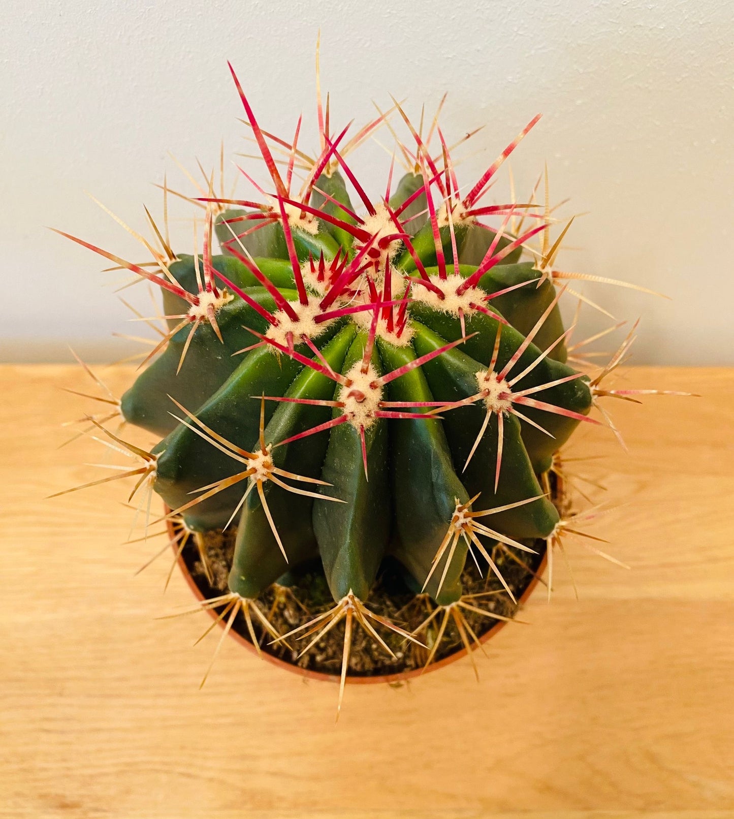 Ferocactus Stanesii
