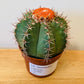 Melocactus Matazanus