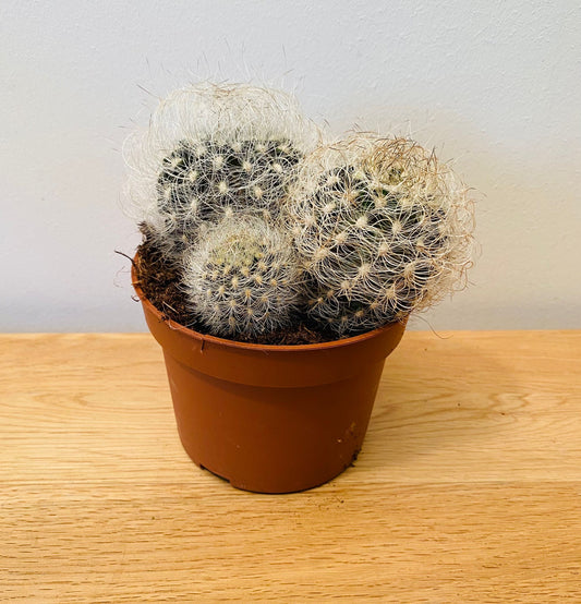 Neoporteria Nidus