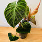 Philodendron Verrucosum Incensi