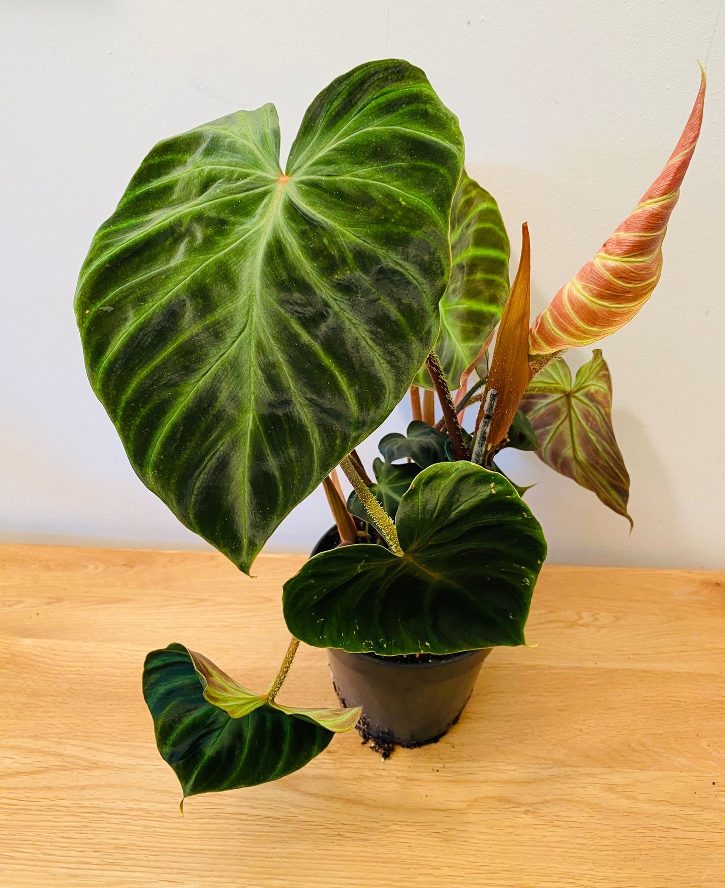 Philodendron Verrucosum Incensi