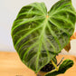 Philodendron Verrucosum Incensi