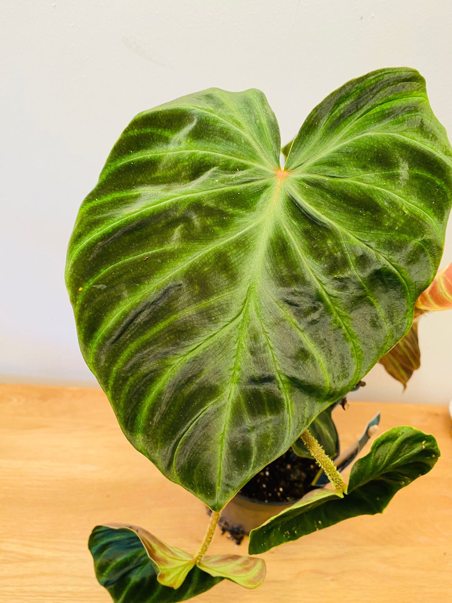 Philodendron Verrucosum Incensi