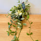 Dischidia Oiantha ‘White Diamond’