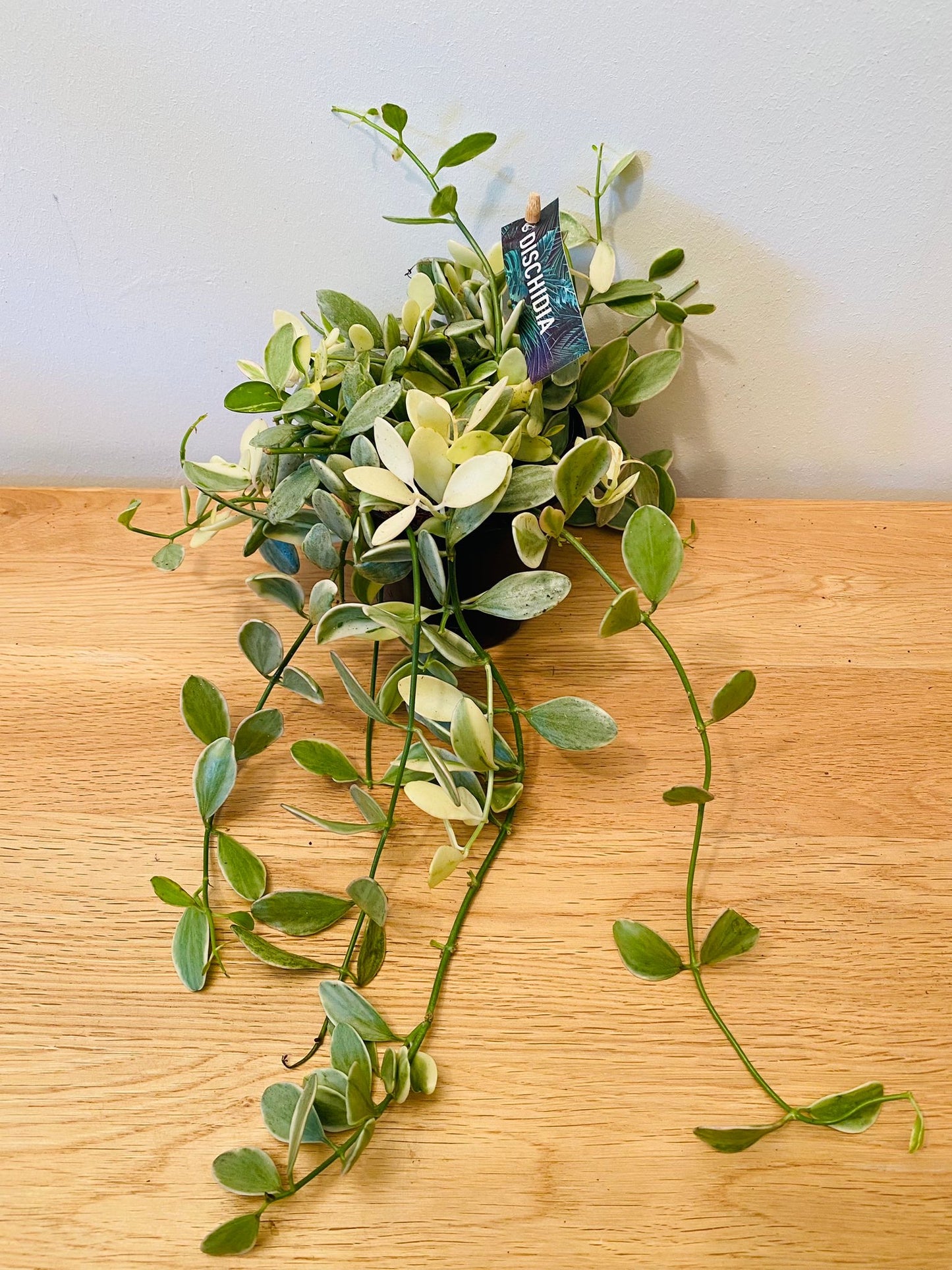 Dischidia Oiantha ‘White Diamond’