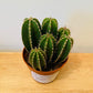 Pachycereus Marginatus
