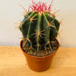 Ferocactus Stanesii