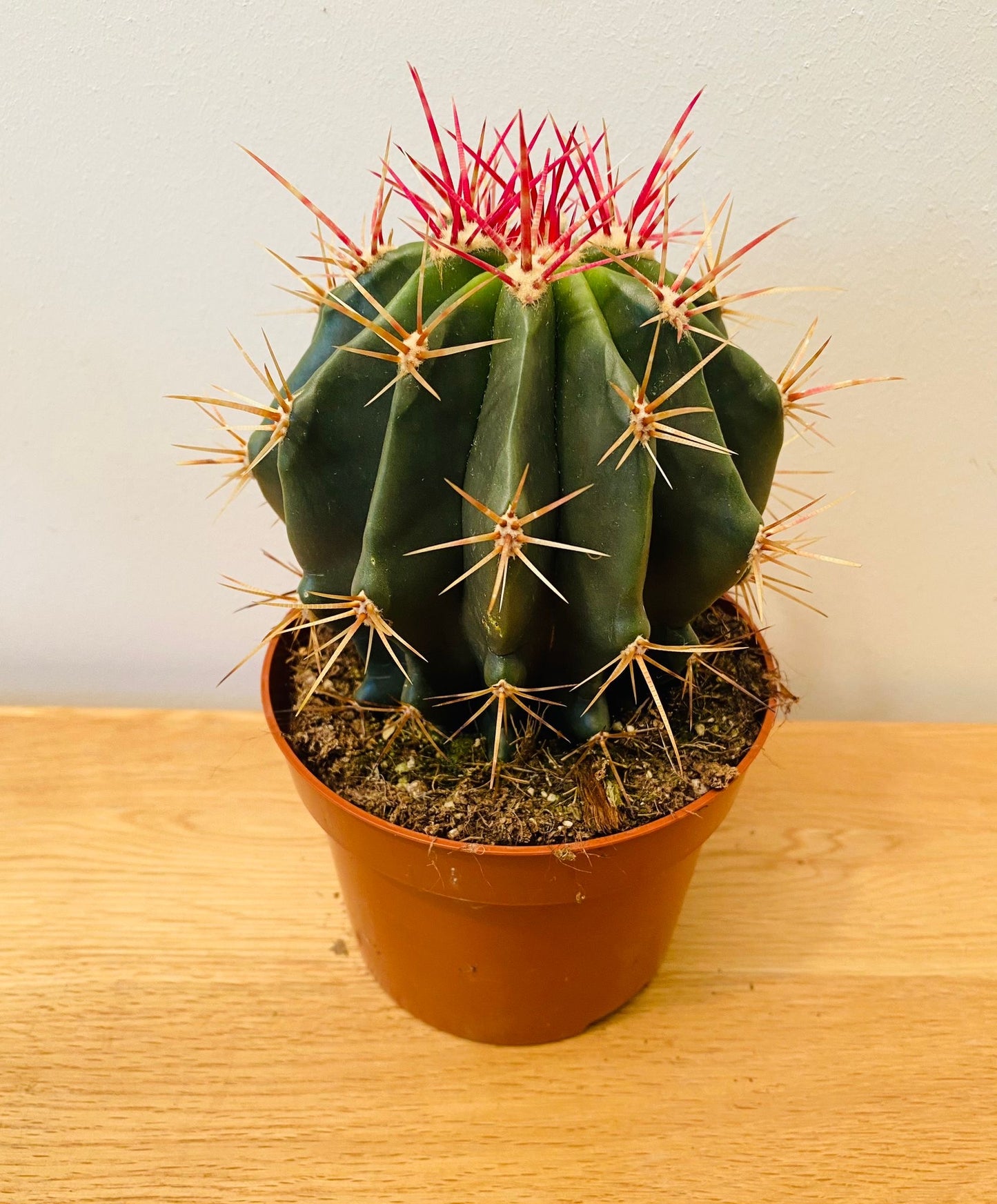 Ferocactus Stanesii
