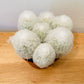 Espostoa Melanostele subs. Nana Cotton Ball Cactus